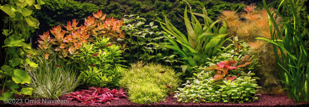 #WomanLifeFreedom - Aqua Plants Hub