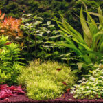 #WomanLifeFreedom - Aqua Plants Hub