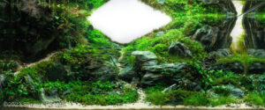 Water ways - Aqua Plants Hub