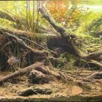 Epifania - Aqua Plants Hub