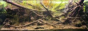 Epifania - Aqua Plants Hub