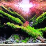 hope - hope (AGA 2023 #312) - Aqua Plants Hub