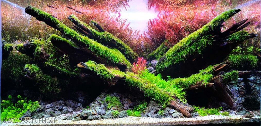 hope - hope (AGA 2023 #312) - Aqua Plants Hub