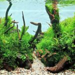 The Ancient Forest - Aqua Plants Hub
