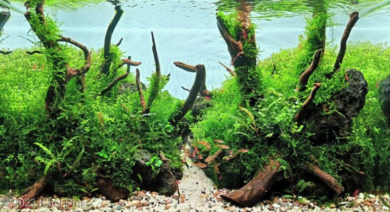 The Ancient Forest