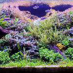 The Matano 7.1 - Aqua Plants Hub