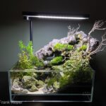 Mountain Forrest - Aqua Plants Hub