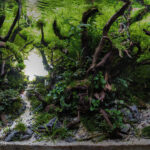 The Light Of Dawn - Aqua Plants Hub