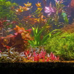 Departure for Adventure - Aqua Plants Hub