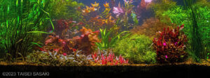 Departure for Adventure - Aqua Plants Hub