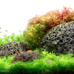 Heart of Etna - Aqua Plants Hub