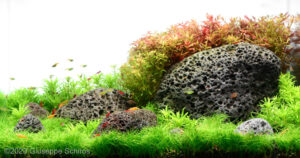 Heart of Etna - Aqua Plants Hub