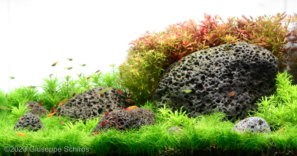 Heart of Etna - Aqua Plants Hub