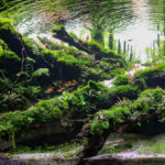 Road to lake - Aqua Plants Hub