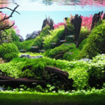 Ower Come - Aqua Plants Hub