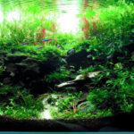 EMERGING - Aqua Plants Hub