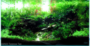 EMERGING - Aqua Plants Hub