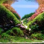 The passion goes through the heart (A tribute to Felipe Oliveira) - Aqua Plants Hub