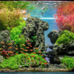 sunrise in the gorge - Aqua Plants Hub