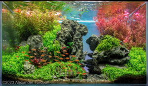 sunrise in the gorge - Aqua Plants Hub