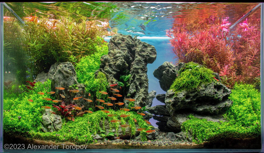 sunrise in the gorge - Aqua Plants Hub