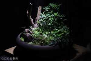 AGA 2023 Layout 328 - Aqua Plants Hub