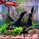 We Want… A Shrubbery!!! - Aqua Plants Hub