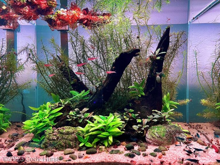 We Want… A Shrubbery!!!