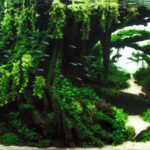 Velley through underwater forest - Aqua Plants Hub