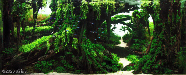 Velley through underwater forest