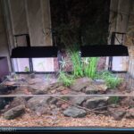 Inter stone - Aqua Plants Hub