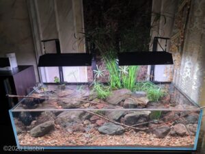 Inter stone - Aqua Plants Hub