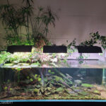 Sleeping stump - Aqua Plants Hub