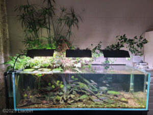 Sleeping stump - Aqua Plants Hub