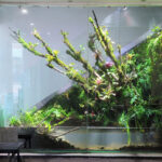 everything comes back to life - Aqua Plants Hub