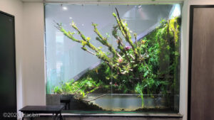 everything comes back to life - Aqua Plants Hub