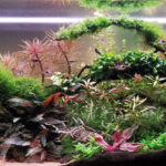 Island of Harmony - Aqua Plants Hub