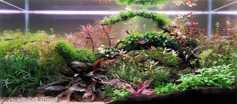 Island of Harmony