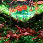 RED ALERT - Aqua Plants Hub