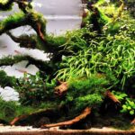 Green Claw - Aqua Plants Hub
