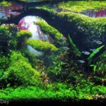 Jana Gana Mana Adhinaayak Jaya Hey - Aqua Plants Hub