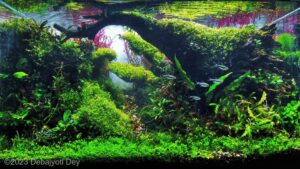Jana Gana Mana Adhinaayak Jaya Hey - Aqua Plants Hub