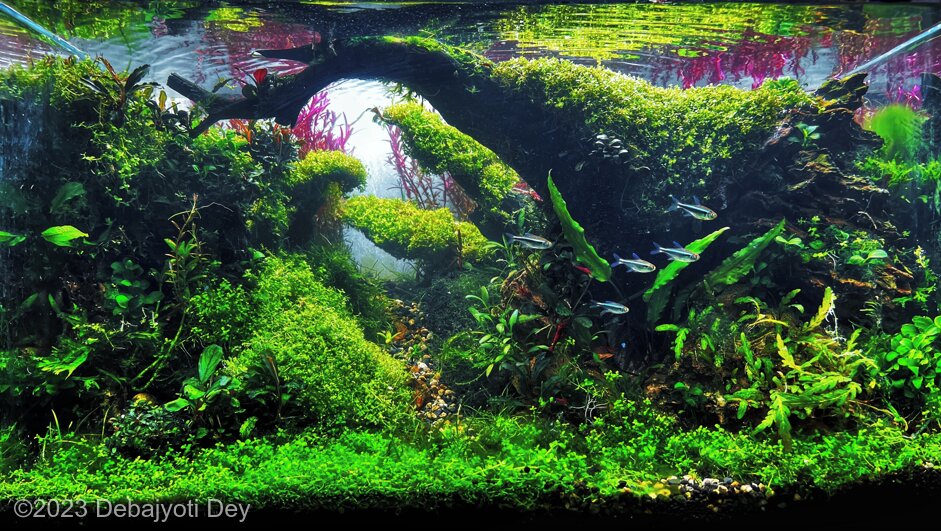 Jana Gana Mana Adhinaayak Jaya Hey - Aqua Plants Hub