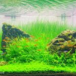 Peaceful Life - Aqua Plants Hub