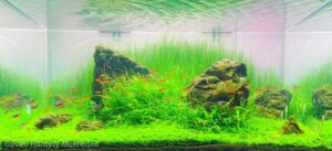 Peaceful Life - Aqua Plants Hub