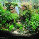 A place for peace - Aqua Plants Hub