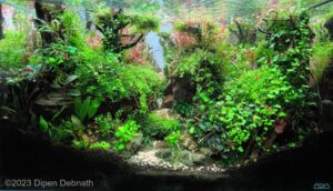 A place for peace - Aqua Plants Hub