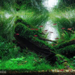 Relax in the Flow - Aqua Plants Hub