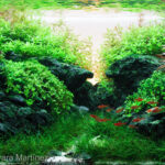 The lost path - Aqua Plants Hub