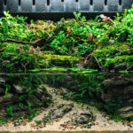Fatima - Aqua Plants Hub